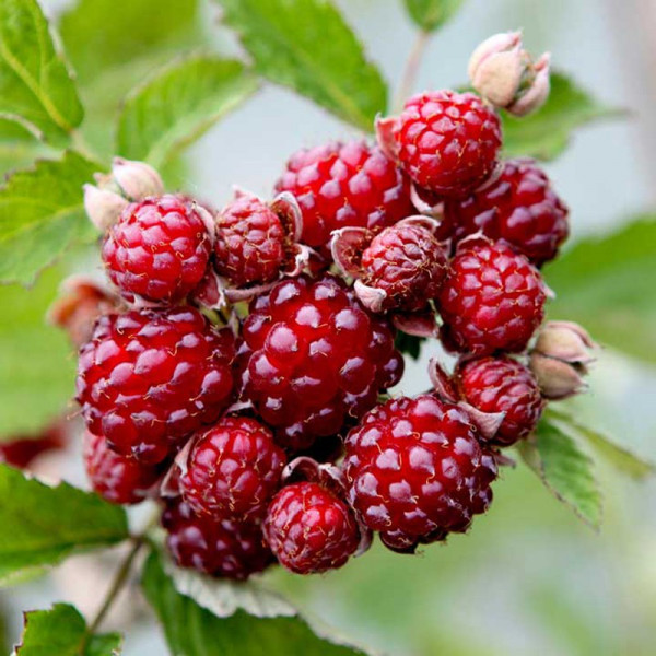 Buy Blackberry Plant Dorman Red Online - Green plants & flowering plants