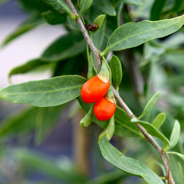 Buy Goji Plant Sweet Success Online - Green plants & flowering plants