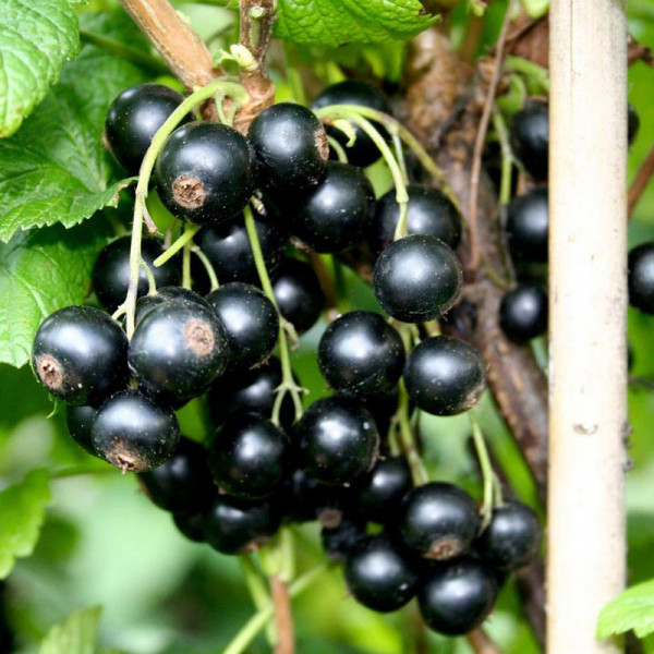 Buy Blackcurrant Plant Little Black Sugar Online - Green plants & flowering plants Buy Blackcurrant Plant Little Black Sugar Online - Green plants & flowering plants