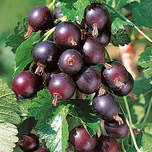 Buy Jostaberry Plant Online - Green plants & flowering plants Buy Jostaberry Plant Online - Green plants & flowering plants