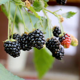 Blackberry Plant Little Black Prince