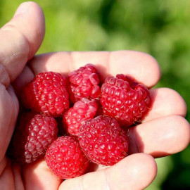 Raspberry Plant Little Sweet Sister