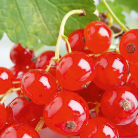 Redcurrant Plant Rovada