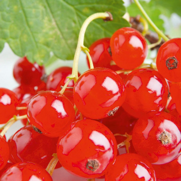 Buy Redcurrant Plant Rovada Online - Green plants & flowering plants