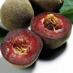 Peach Tree Peche De Vigne