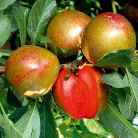 Pluot Tree Flavour Supreme