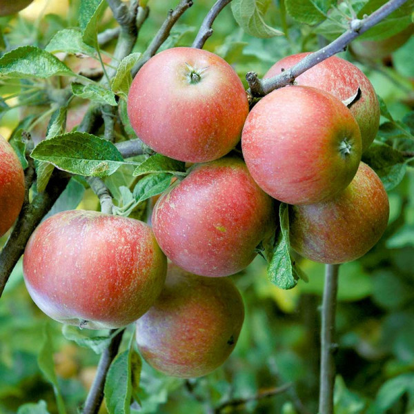 Buy Apple Tree Queen Cox Self Fertile Online - Green plants & flowering plants Buy Apple Tree Queen Cox Self Fertile Online - Green plants & flowering plants