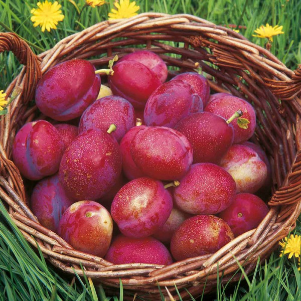Buy Plum Tree Victoria Online - Green plants & flowering plants Buy Plum Tree Victoria Online - Green plants & flowering plants