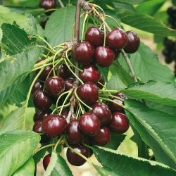 Cherry Tree Regina