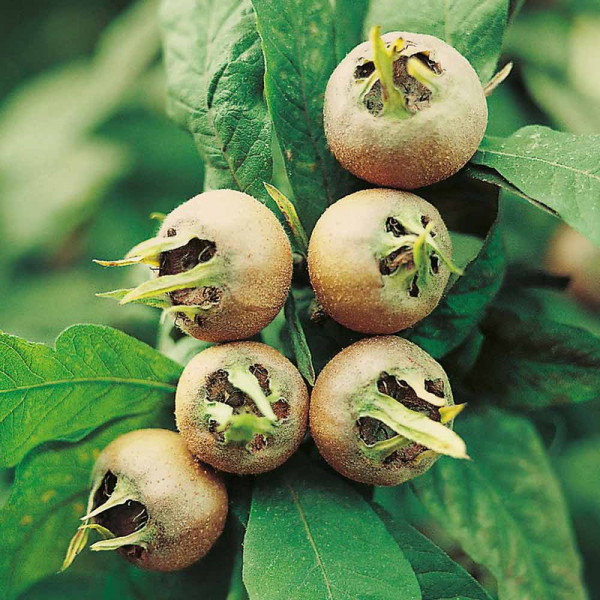 Buy Medlar Tree Westeveldt Online - Green plants & flowering plants Buy Medlar Tree Westeveldt Online - Green plants & flowering plants
