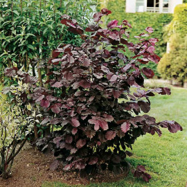 Nut Tree Purple Filbert