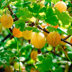 Gooseberry Plant Hinnonmaki Yellow