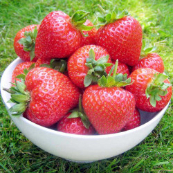 Strawberry Plants Flamenco