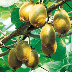 Kiwi Plant (organic) Jenny