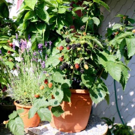 Blackberry Plant (organic) Lowberry Little Black Prince