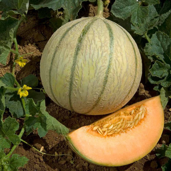 Buy Melon Grafted Plant Anasta Online - Green plants & flowering plants Buy Melon Grafted Plant Anasta Online - Green plants & flowering plants