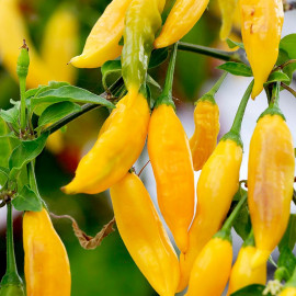 Pepper (chilli) Hot Lemon Plant