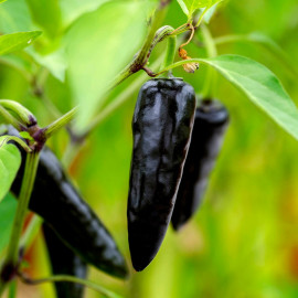 Pepper (chilli) Hungarian Black Plant