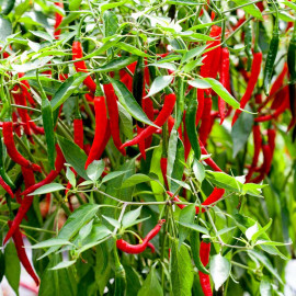 Pepper (chilli) Longhorn Plant
