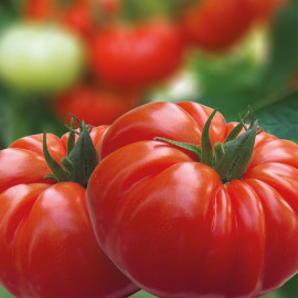 Grafted Tomato Plant Buffalosteak