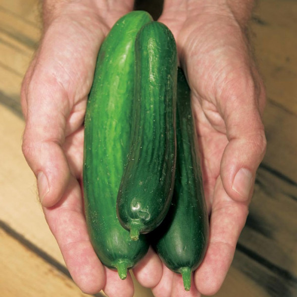 Buy Cucumber Plants Merlin Online - Green plants & flowering plants