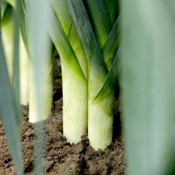Leek Plants Stromboli