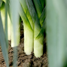 Leek Plants Stromboli