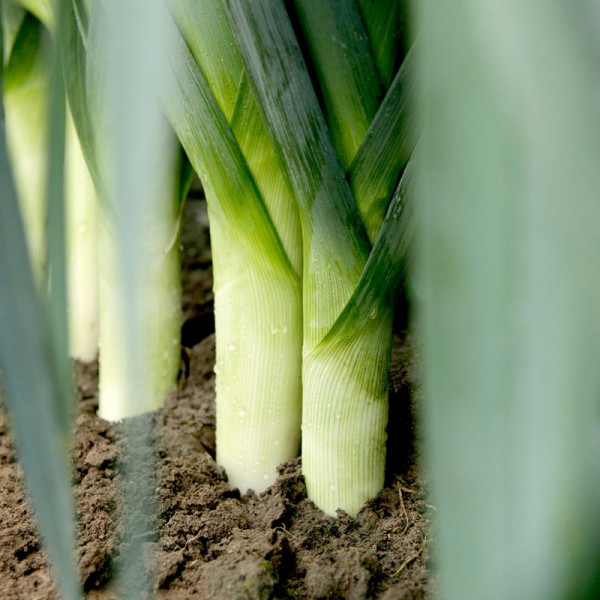 Buy Leek Plants Stromboli Online - Plant Seeds