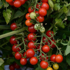 Tomato Plants Candyland Red