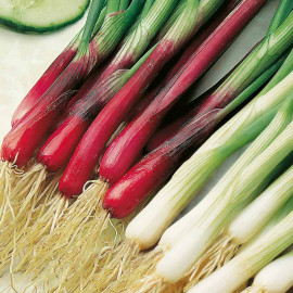 Spring Onion Plants Red and White Mixed