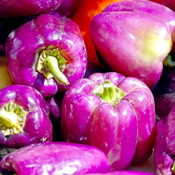 Pepper Grafted Plant Beluga Lilac