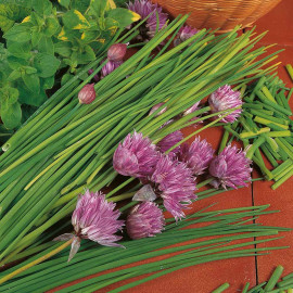 Herb Plant Chives (allium) Prado