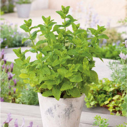 Herb Plant Moroccan Mint