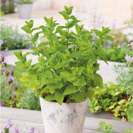 Herb Plant Moroccan Mint