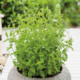 Herb Plant Mint Strawberry