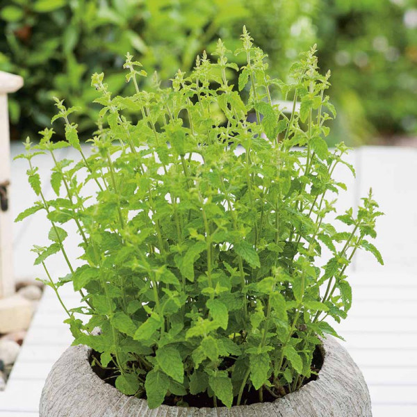 Buy Herb Plant Mint Strawberry Online - Green plants & flowering plants