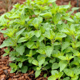 Herb Plant Oregano Hot & Spicy