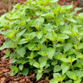 Herb Plant Oregano Hot & Spicy