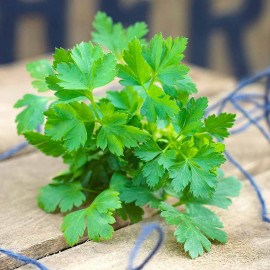 Herb Plant Parsley Flat Leaf