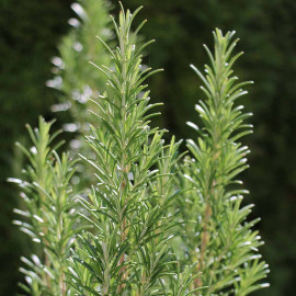 Herb Plant Rosemary Miss Jessopps Upright