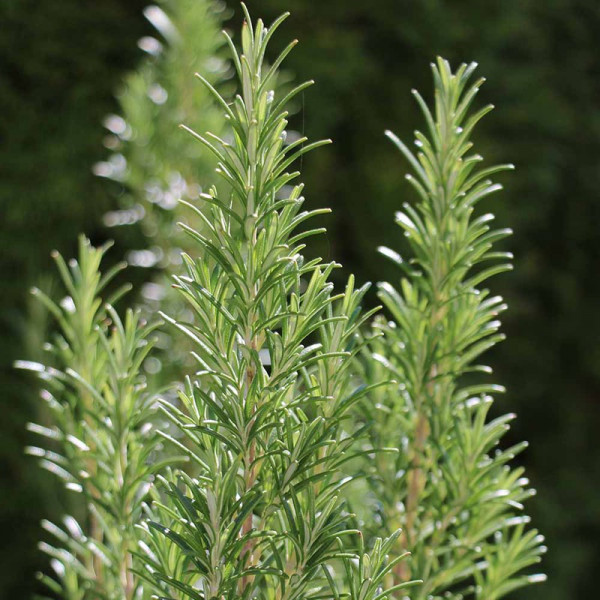 Buy Herb Plant Rosemary Miss Jessopp's Upright Online - Green plants & flowering plants
