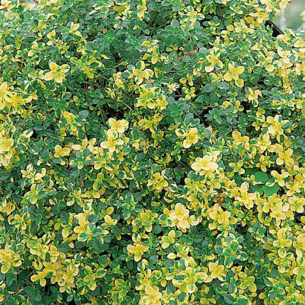 Buy Herb Plant Thyme (Lemon) Doone Valley Online - Green plants & flowering plants