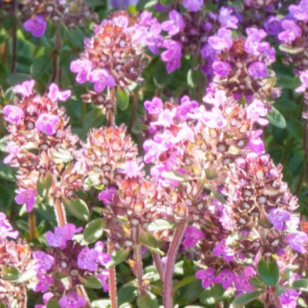 Buy Herb Plant Thyme Tabor Online - Green plants & flowering plants