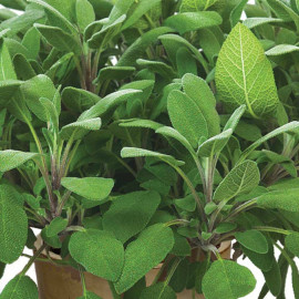 Herb Plant Sage Growers Friend