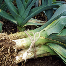 Leek Plants Winter Collection