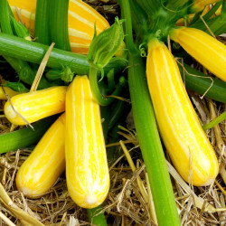 Courgette Plant Goldmine