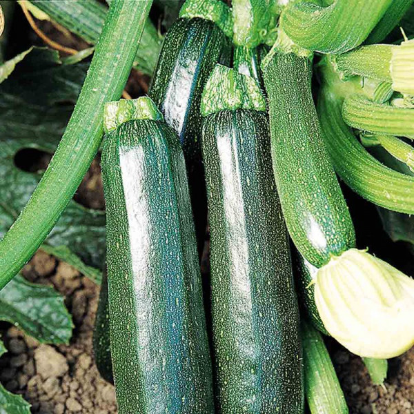 Buy Courgette Plant Sure Thing Online - Green plants & flowering plants