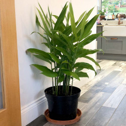 Lesser Galangal Plant