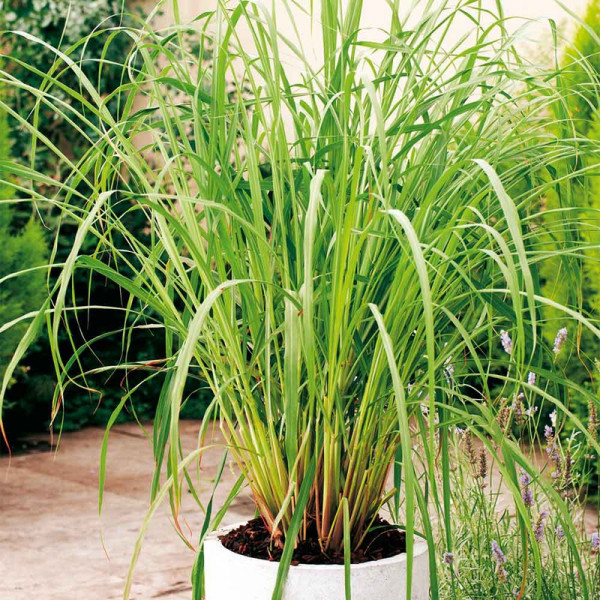 Buy Lemon Grass Plant Online - Green plants & flowering plants