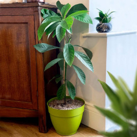 Avocado Plant